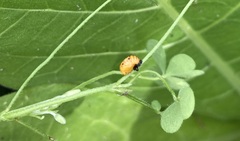 Coccinella novemnotata