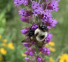 Bombus griseocollis