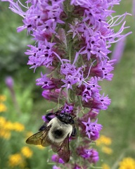 Bombus griseocollis
