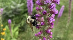 Bombus griseocollis