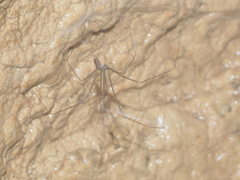 Psilodercidae