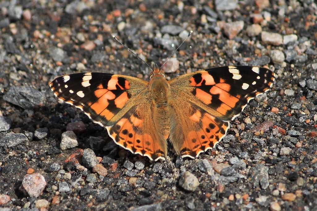 a painted lady butterfly with their wings open on a gravely road