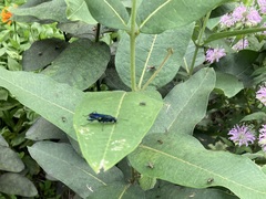 Chalybion californicum