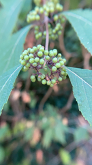 Callicarpa formosana