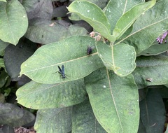 Chalybion californicum