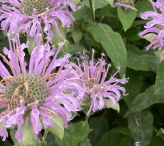 Megachilidae