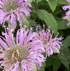 Megachilidae