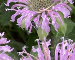 Megachilidae