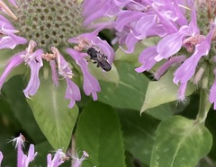 Megachilidae