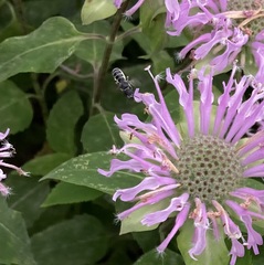 Megachilidae