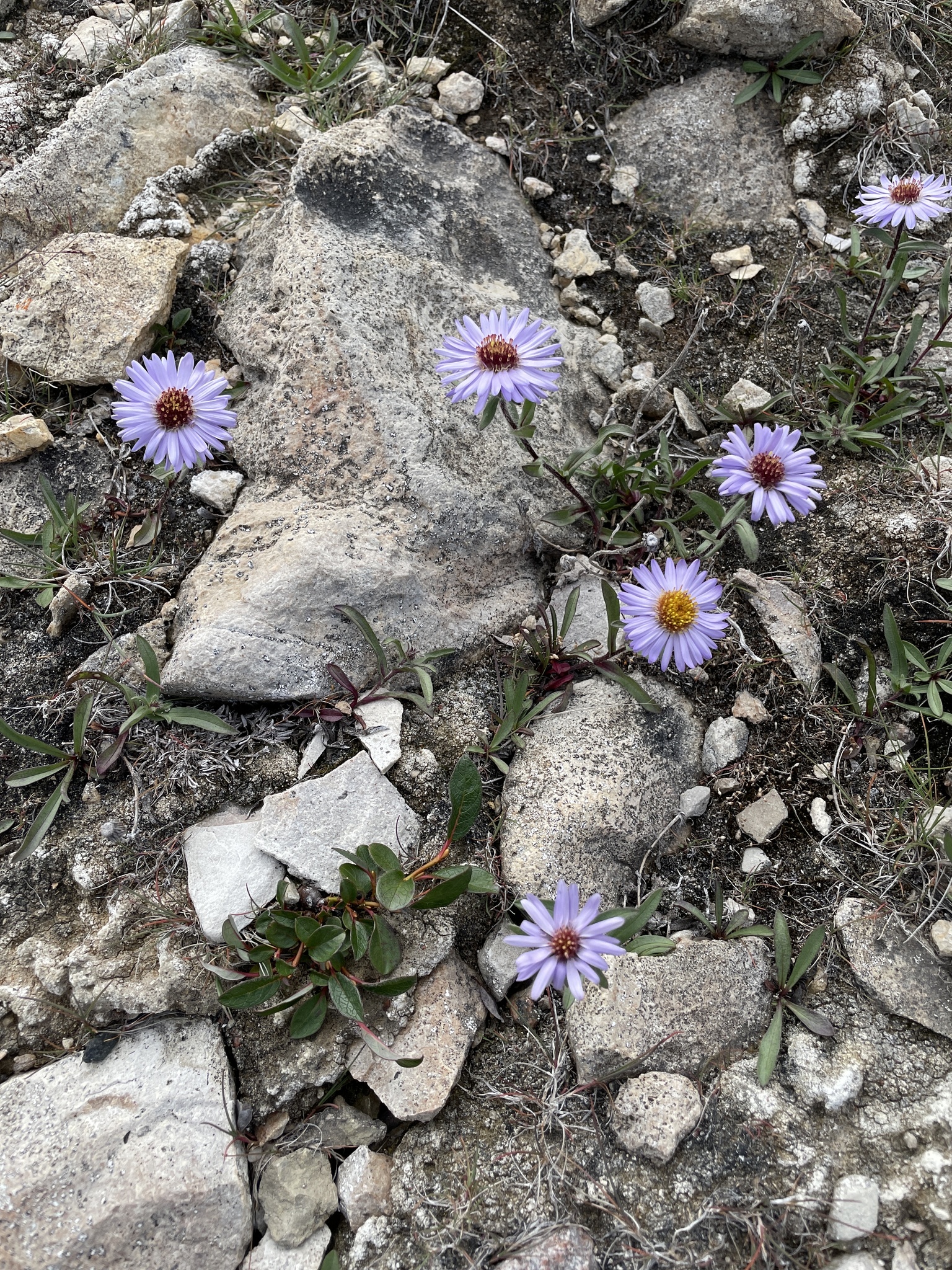 Symphyotrichum pygmaeum
