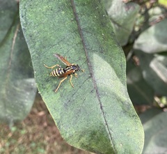 Polistes dominula