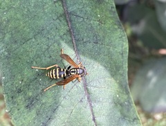 Polistes dominula