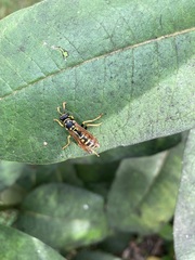 Polistes dominula