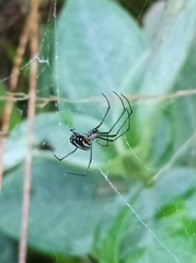 Leucauge argyra