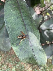 Polistes dominula