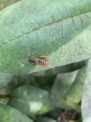 Polistes dominula