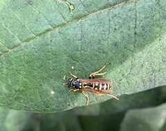 Polistes dominula