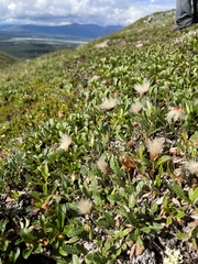 Dryas ajanensis