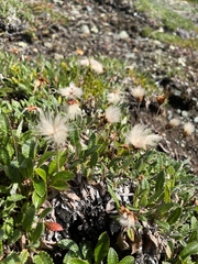 Dryas ajanensis