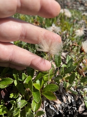 Dryas ajanensis