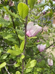 Magnoliopsida