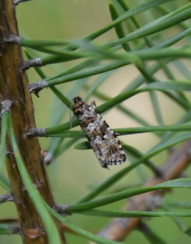 Olethreutes turfosana