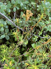 Rhododendron tomentosum
