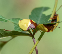 Paraselenis dichroa