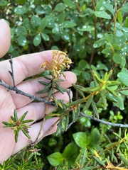 Rhododendron tomentosum