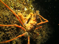Chorilia longipes