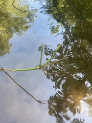 Sagittaria secundifolia