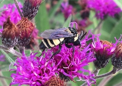 Triepeolus concavus