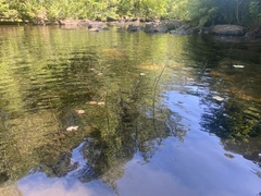 Sagittaria secundifolia