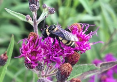 Triepeolus concavus