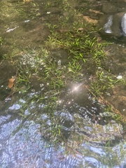Sagittaria secundifolia