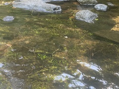 Sagittaria secundifolia