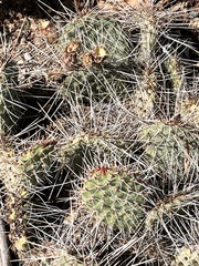 Opuntia cymochila