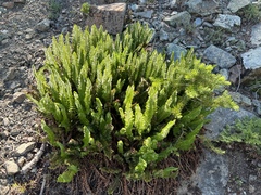 Polystichum lemmonii