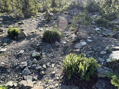 Polystichum lemmonii