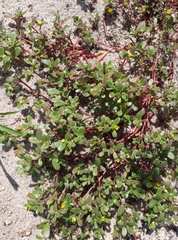 Acalypha monostachya