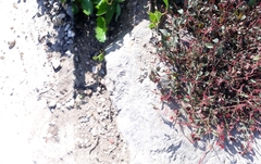 Acalypha monostachya