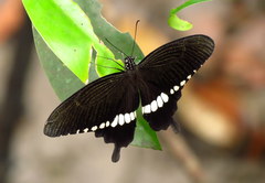 Papilio polytes romulus