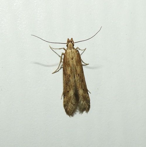 Burdock Seedhead Moth photo 3