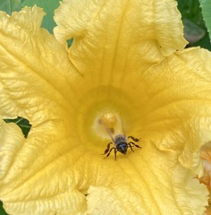 Apis mellifera