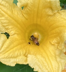Apis mellifera