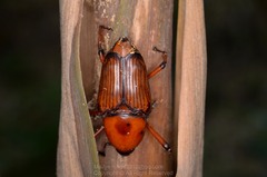 Cyrtotrachelus thompsoni