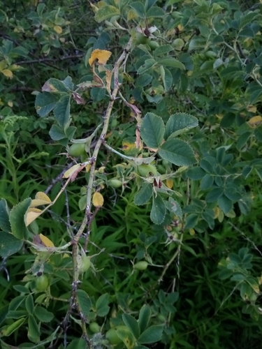 Rosa × subcollina, photograph 1