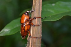 Cyrtotrachelus thompsoni