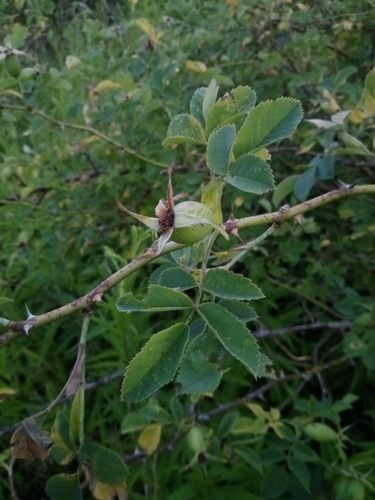 Rosa × subcollina, photograph 2
